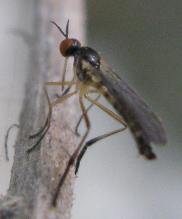 Lundstroemiella hybotina (Empididae)
